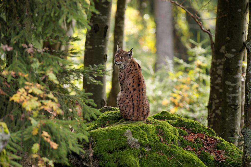 Ferienwohnung Im Landhaus Am Nationalpark Ludwigsthal Esterno foto